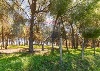 Giardino - Villa cda Renelle
 
sn, Caltagirone - foto 32