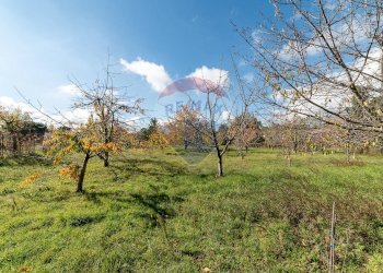 Giardino - Terreno agricolo Contrada Marina
 
snc, Adrano - foto 23