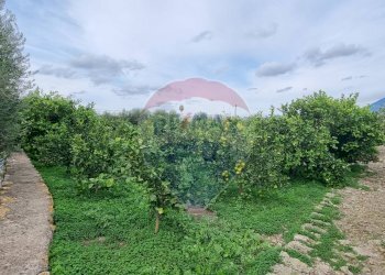 Giardino - Terreno agricolo CONTRADA LEONE
snc, Paterno - foto 13