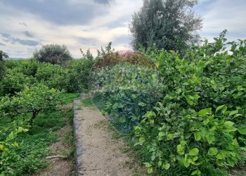 Giardino - Terreno agricolo CONTRADA LEONE
snc, Paterno - foto 14