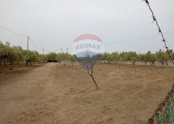 Giardino - Locale Commerciale Strada Provinciale 106
 
snc, Belpasso - foto 8