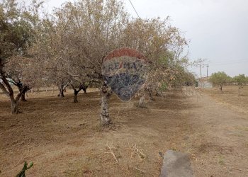 Giardino - Locale Commerciale Strada Provinciale 106
 
snc, Belpasso - foto 13