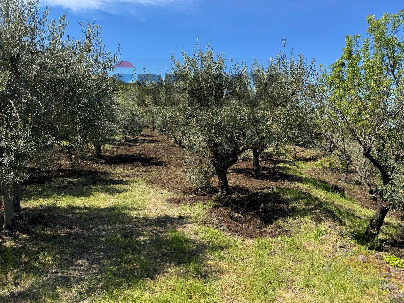 Giardino - Terreno agricolo Pirao, Randazzo - foto 1