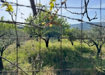 Giardino - Agricultural land Pirao, Randazzo - photo 9