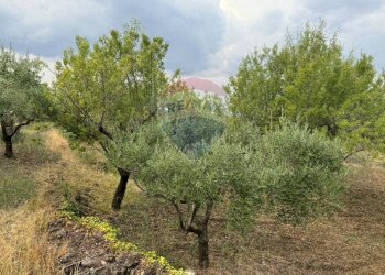 Giardino - Agricultural land Pirao, Randazzo - photo 12