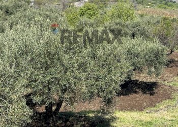 Giardino - Terreno agricolo Pirao, Randazzo - foto 20