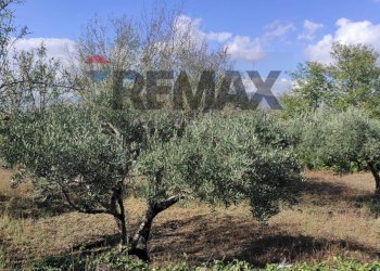 Giardino - Terreno agricolo Pirao, Randazzo - foto 23