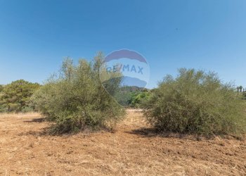 Giardino - Terreno edificabile Via Pio La Torre
 
snc, Mirabella Imbaccari - foto 18