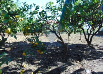 Giardino - Villa VIA FILIPPO MEDA
 
77, Giarre - foto 104