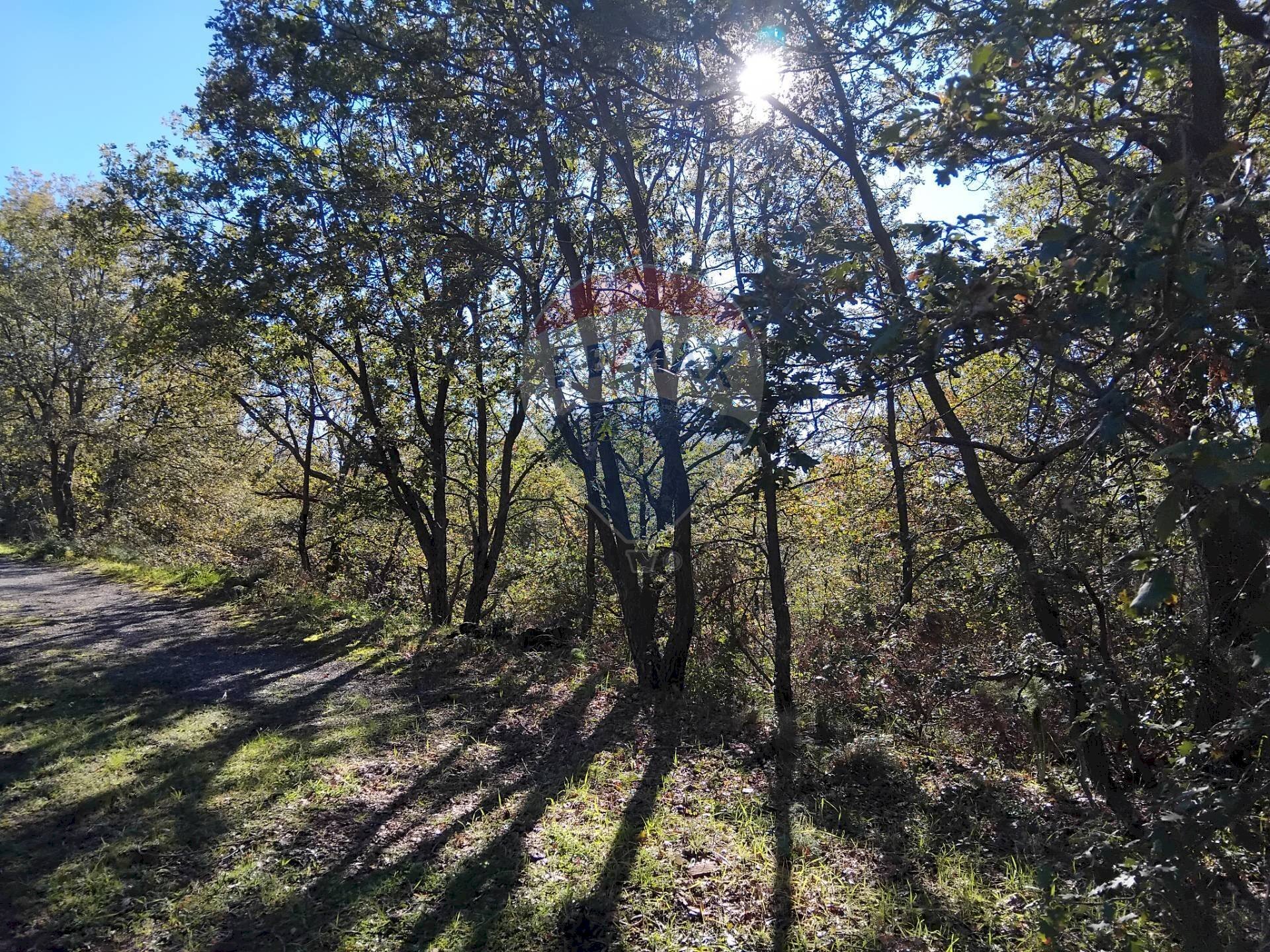 Giardino - Agricultural land Contrada Piano Praino, Ragalna - photo 3