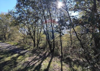 Giardino - Terreno agricolo Contrada Piano Praino, Ragalna - foto 3