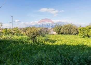 Giardino - Rustico Catania - foto 90
