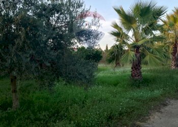 Giardino - Agricultural land Via Gaetano Costa
 
snc, Grammichele - photo 4