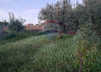 Giardino - Agricultural land Via Gaetano Costa
 
snc, Grammichele - photo 6