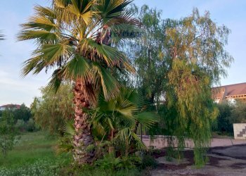 Giardino - Agricultural land Via Gaetano Costa
 
snc, Grammichele - photo 10
