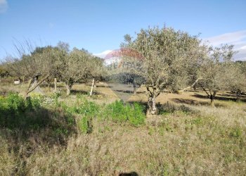 Giardino - Villa Contrada San Cataldo
 
snc, Caltagirone - foto 8