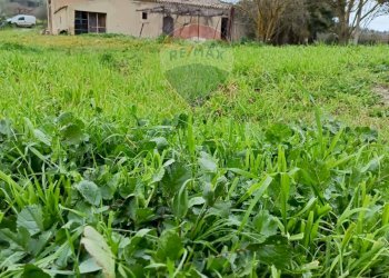 Giardino - Terreno edificabile ss683 km 11, Grammichele - foto 5