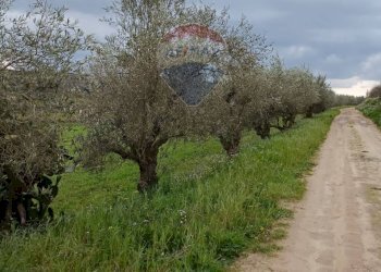 Giardino - Terreno edificabile ss683 km 11, Grammichele - foto 9