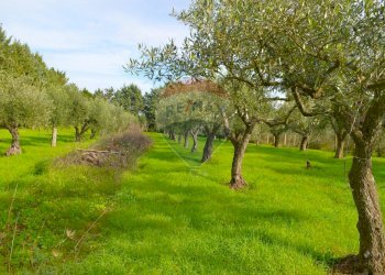 Giardino - Casa semi indipendente VIA FEDERICO OZANAM, Caltagirone - foto 16