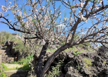 Giardino - Terreno agricolo Contrada Capreria
 
snc, Ragalna - foto 27