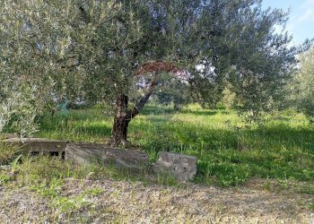 Giardino - Terreno agricolo contrada corvo
 
snc, Bronte - foto 6