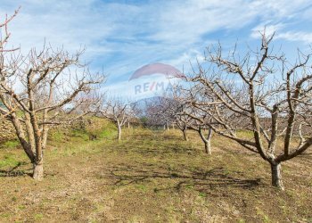 Giardino - Rustico Contrada Parmentelli / Strada Milia
 
snc, Ragalna - foto 53
