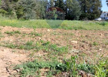 Giardino - Terreno edificabile Contrada Mazzone
snc, Caltagirone - foto 3