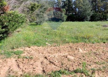 Giardino - Terreno edificabile Contrada Mazzone
snc, Caltagirone - foto 15