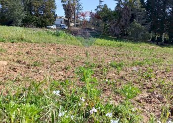Giardino - Terreno edificabile Contrada Mazzone
snc, Caltagirone - foto 21