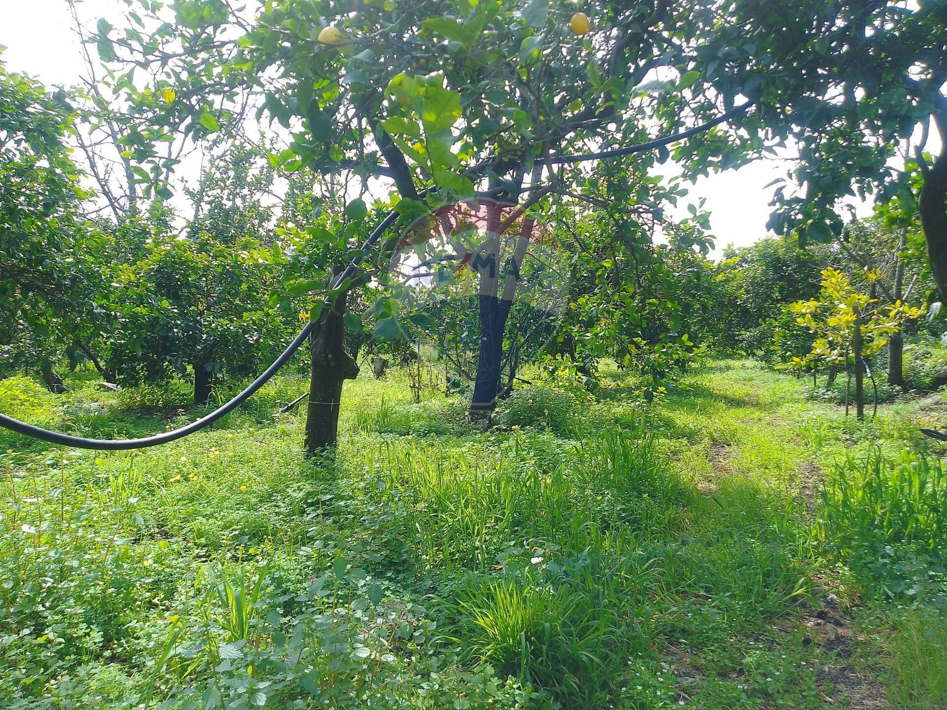 Giardino - Terreno agricolo via trieste
 
253, Santa Venerina - foto 1