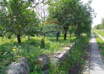 Giardino - Terreno agricolo via trieste
 
253, Santa Venerina - foto 5