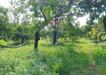 Giardino - Terreno agricolo via trieste
 
253, Santa Venerina - foto 1