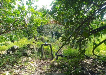 Giardino - Terreno agricolo via trieste
 
253, Santa Venerina - foto 6