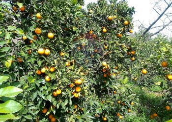 Dettagli - Terreno agricolo via trieste
 
253, Santa Venerina - foto 7