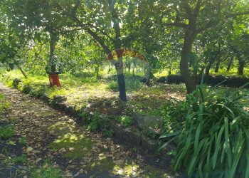 Giardino - Terreno agricolo via trieste
 
253, Santa Venerina - foto 9