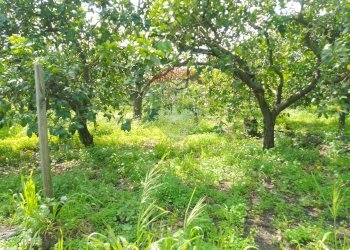 Giardino - Terreno agricolo via trieste
 
253, Santa Venerina - foto 10