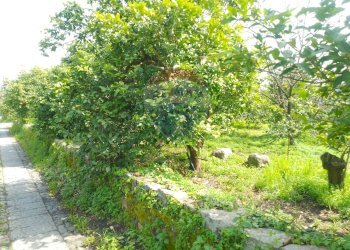 Giardino - Terreno agricolo via trieste
 
253, Santa Venerina - foto 11