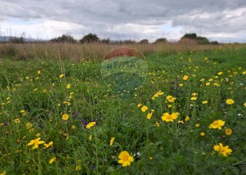 Giardino - Terreno agricolo Strada statale 192 - Portiere Stella - Contrada Bagnara
5, Paterno - foto 3