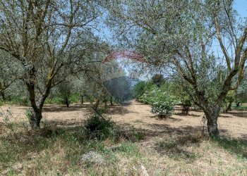 Giardino - Rustico contrada san Mauro, Caltagirone - foto 48