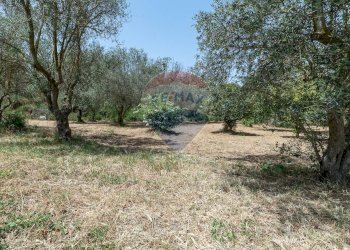 Giardino - Rustico contrada san Mauro, Caltagirone - foto 50