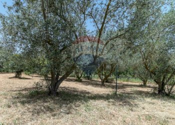 Giardino - Rustico contrada san Mauro, Caltagirone - foto 51