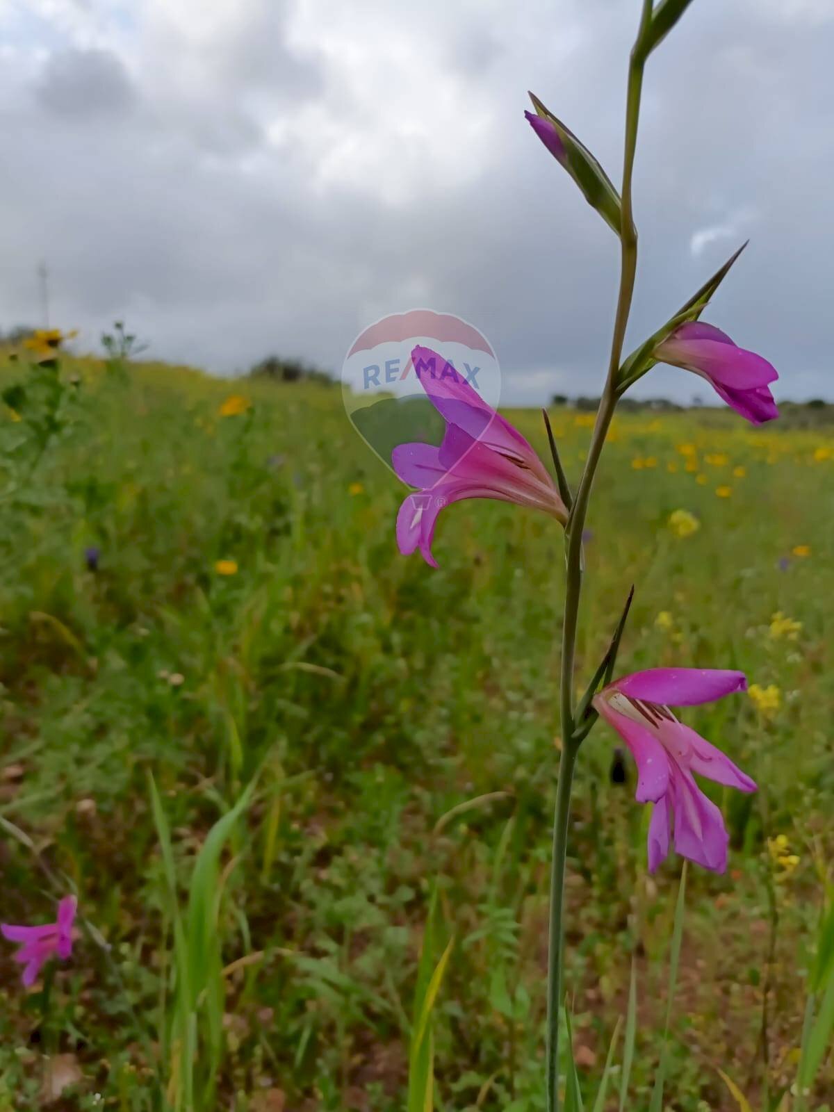 Dettagli - Terreno agricolo cda Piano Stella
 
sn, Caltagirone - foto 1