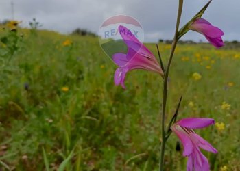 Dettagli - Terreno agricolo cda Piano Stella
 
sn, Caltagirone - foto 1