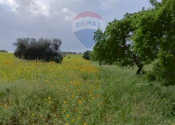 Giardino - Terreno agricolo cda Piano Stella
 
sn, Caltagirone - foto 3
