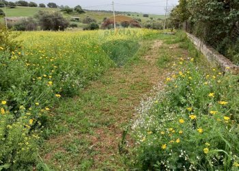Giardino - Terreno agricolo cda Piano Stella
 
sn, Caltagirone - foto 10