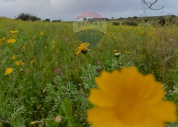 Giardino - Terreno agricolo cda Piano Stella
 
sn, Caltagirone - foto 11