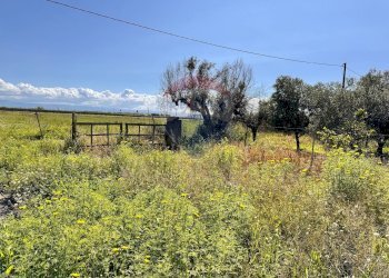 Giardino - Terreno agricolo Contrada Maddalena
 
snc, Belpasso - foto 4