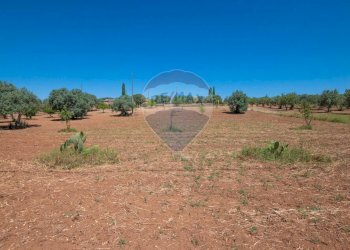 Giardino - Terreno agricolo Via Gianbattista Tiepolo
 
114, Caltagirone - foto 17