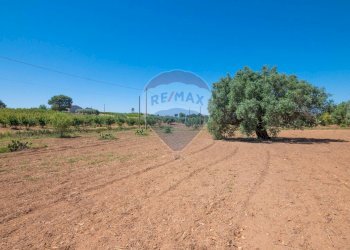 Giardino - Terreno agricolo Via Gianbattista Tiepolo
 
114, Caltagirone - foto 20
