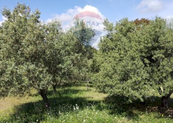 Giardino - Villa contrada corvo, Vizzini - foto 24